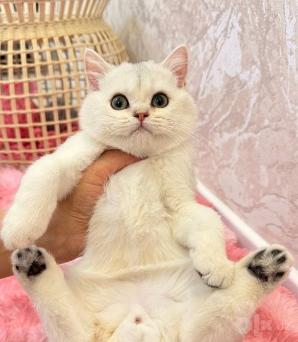 На продаже котенок