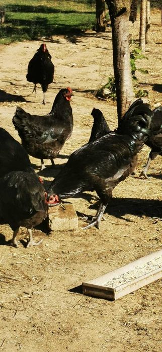 Vând cocoși Australorp.