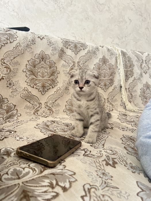 Продаются красивые котята