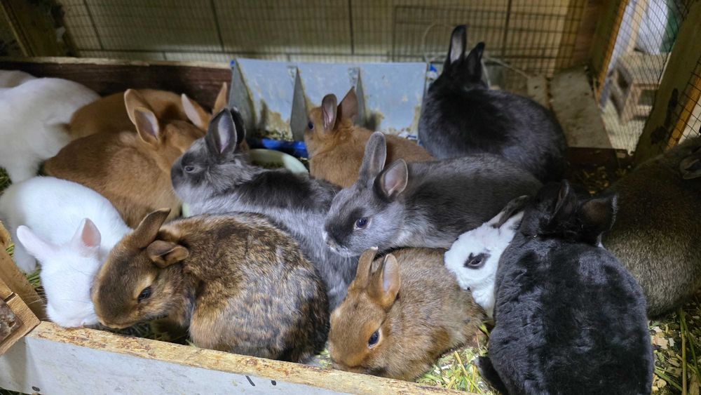 Карлик қуён баран