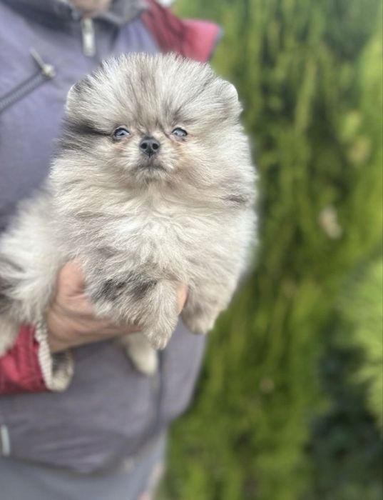 Pomeranian mni 1 kg merle