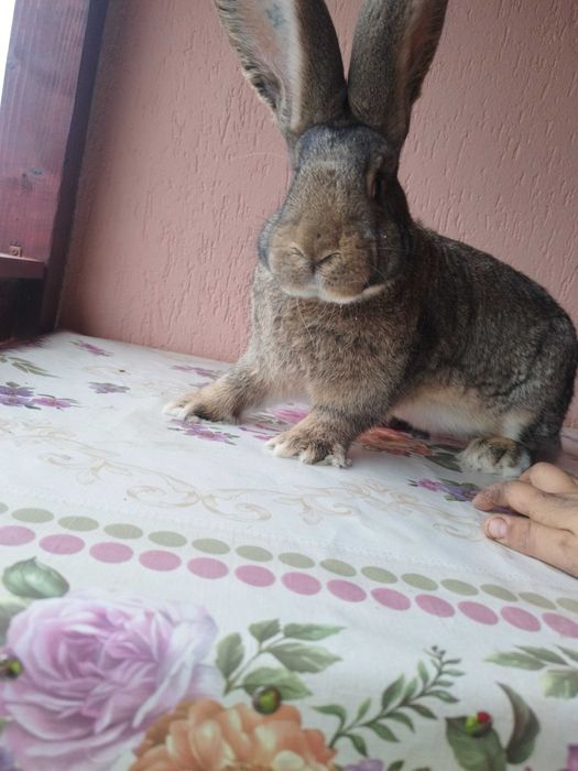 Mascul uriaș german gri