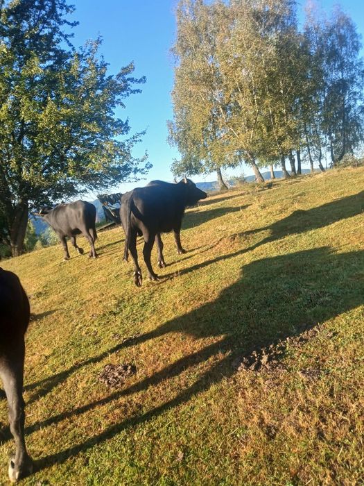 Vând taur de bivol și unu de vaca