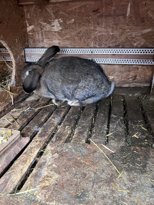 Iepuroaice se vanzare