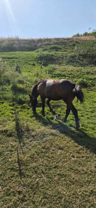 Cârlan de vanzare