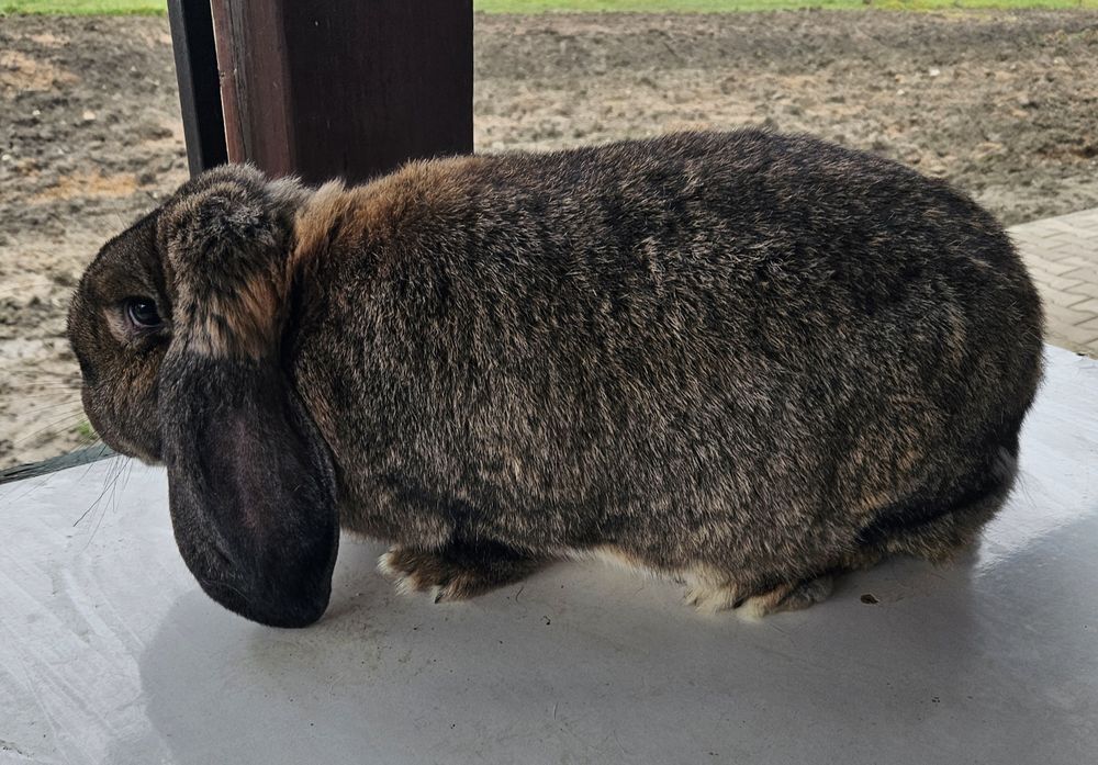 Iepure Berbec German