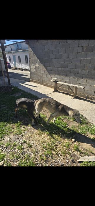 Тазы тайган рабочие
