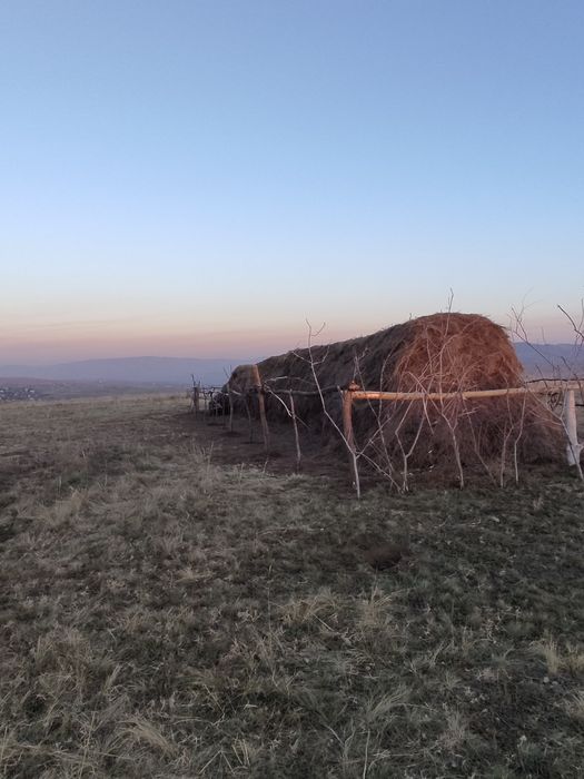 Продам Сено россыпной