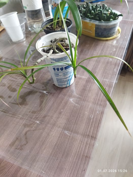 Комнатные растения