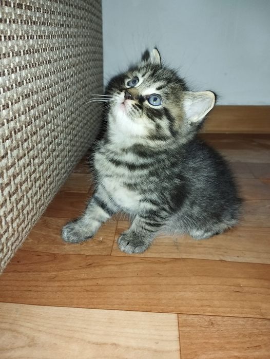 Отдам котят в хорошие руки