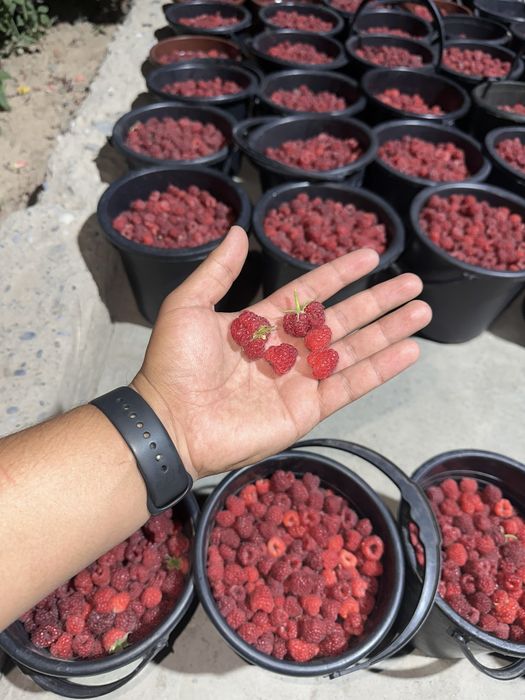 Muzlagan MALINA | Малина оптом