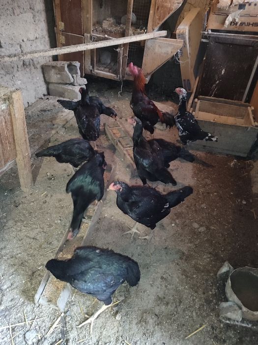 Продам бойцовых кур