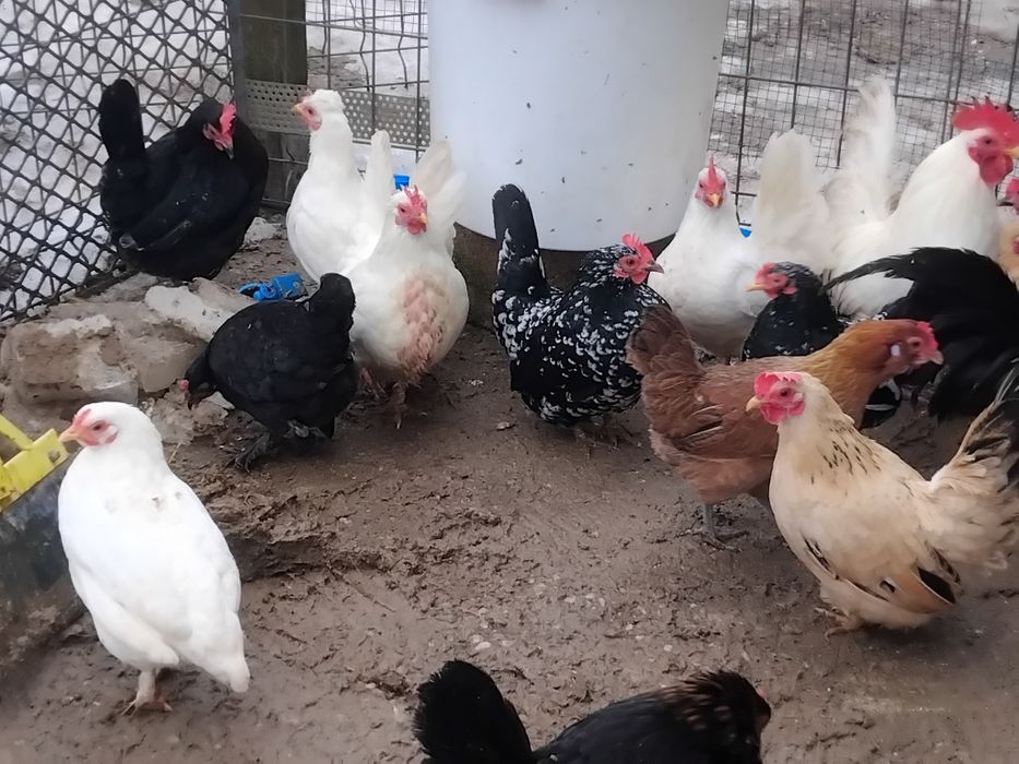 Vând oua incubat și pui din rasele serama, padoane, chaboo, italiene. Curca