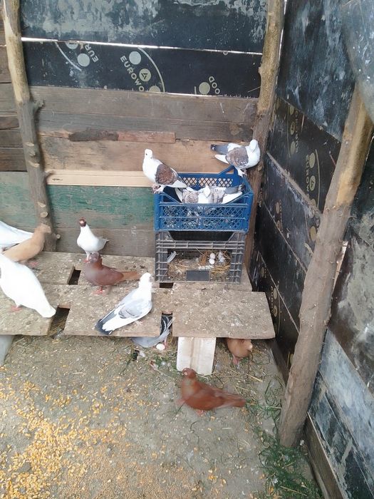 Porumbei voiajori standard și jucătorii de vânzare