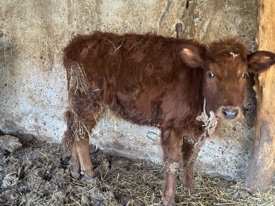 Кашар баспаклар сатилади