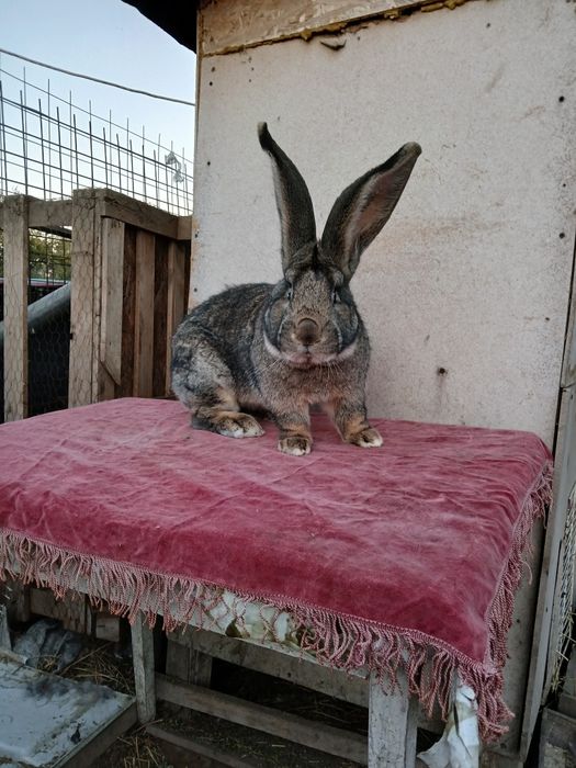 Iepuri uriaș german