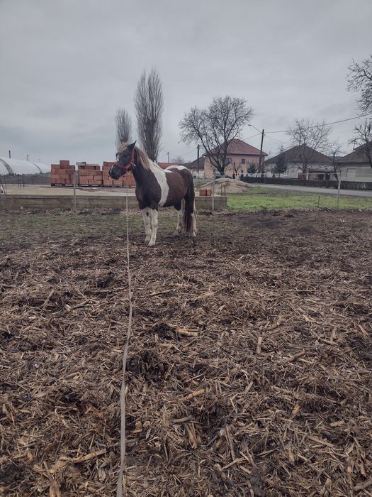 Mânză tărcată de vânzare