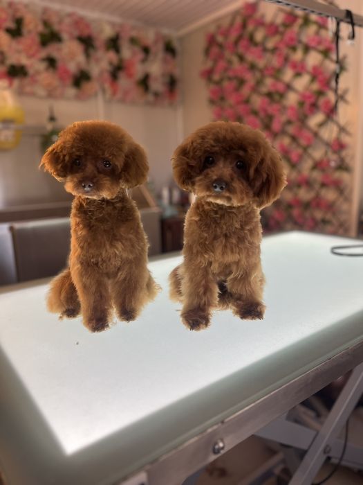 Той Пуделчета момиченца на 6 и на 7 месеца червени