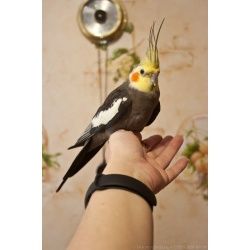 Большой выбор ручных корелл