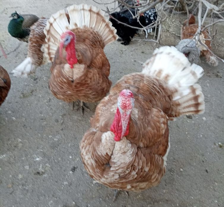 Pereche (curca, curcan)