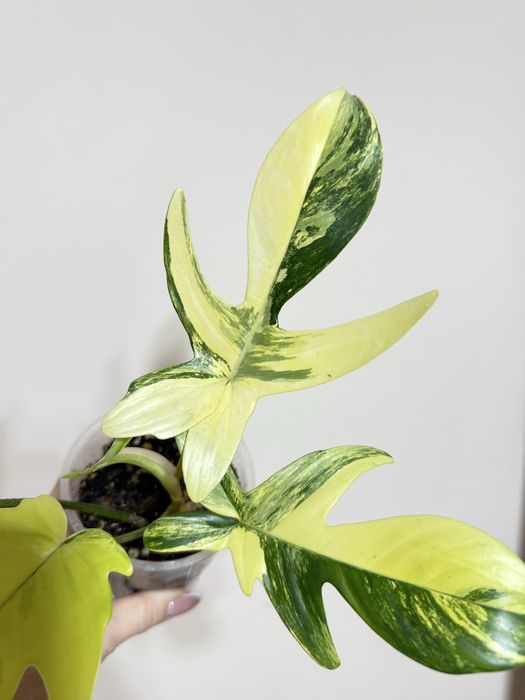 Филодендрон Маска вариегатная