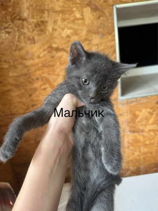 котятя в добрые руки