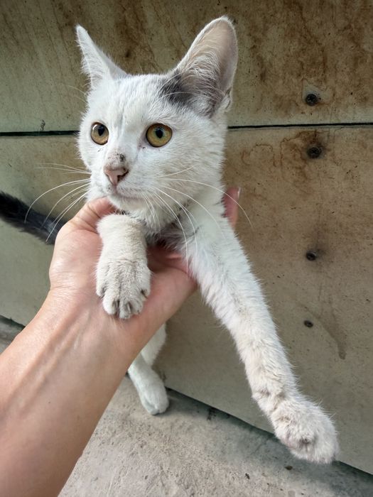 Котенок мальчик в добрые руки