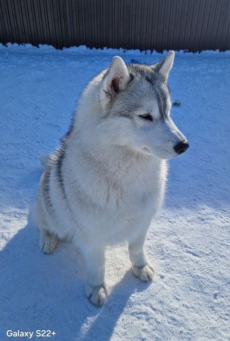 Шикарная девочка от Чемпионов!