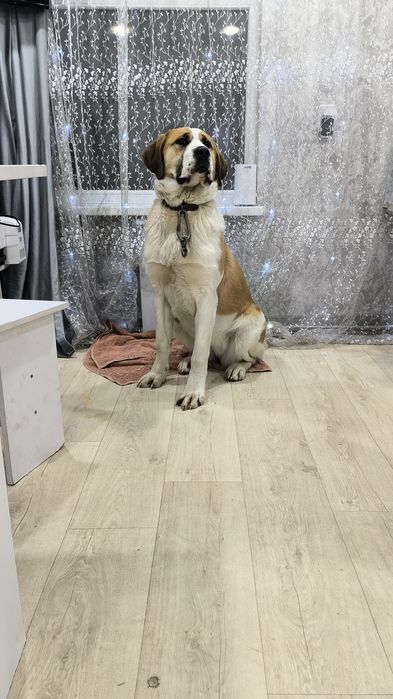 Бронируем щенков !!!