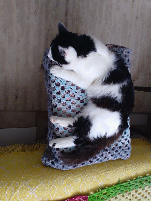 Подарявам котенца , две мъжки и едно женско.