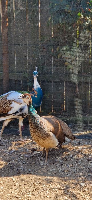 Pauni si paunițe de vânzare