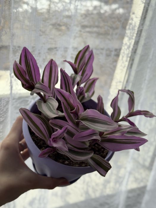 Традесканция нанук, эпипремнум марбл эппл, эпипремнум голд