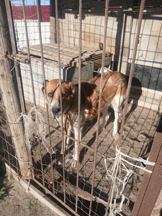 Продаётся САО добрая девочка