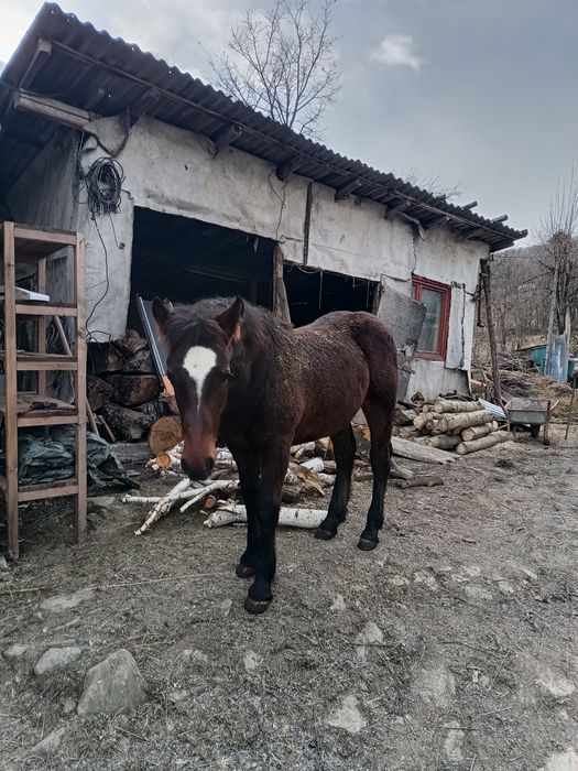 Mânz vârstă 4 luni