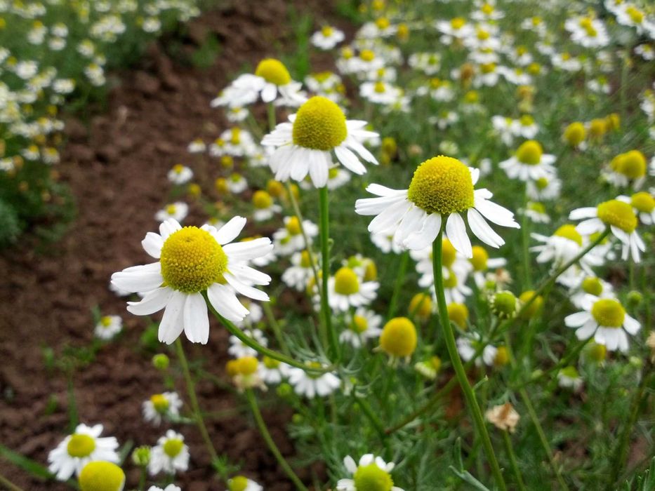Етерично масло от немска лайка