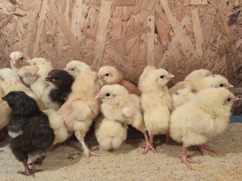 куриные инкубационные яйца