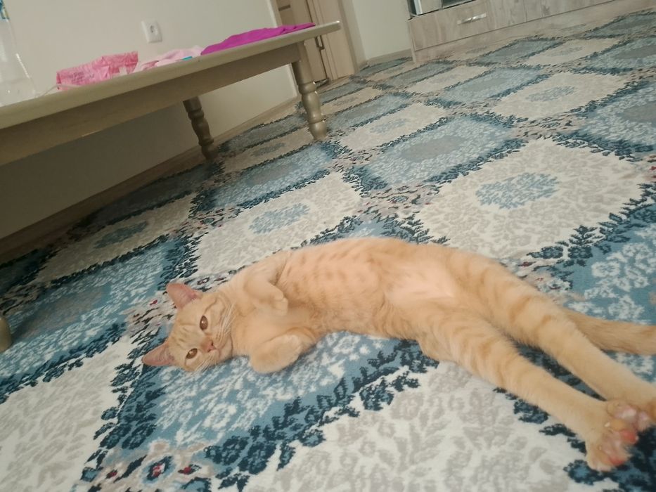 Отдам кошек в хорошие руки