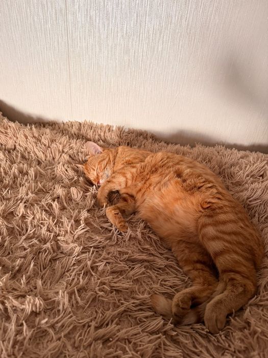 Кошка рыжая,игривая