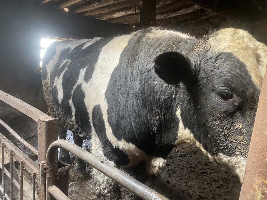 Бык породистый на табун