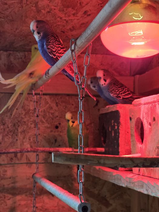 Vând papagali peruși