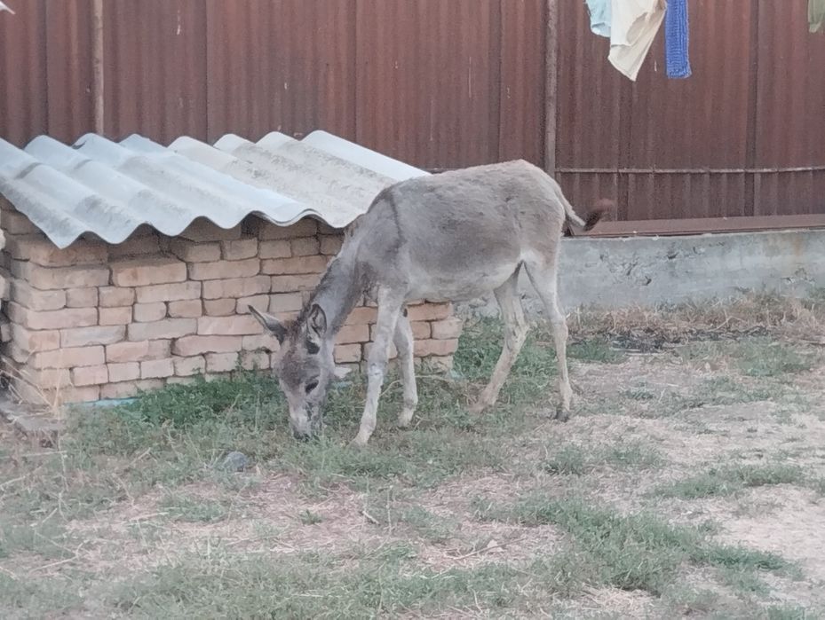 Есек сатылады жуас