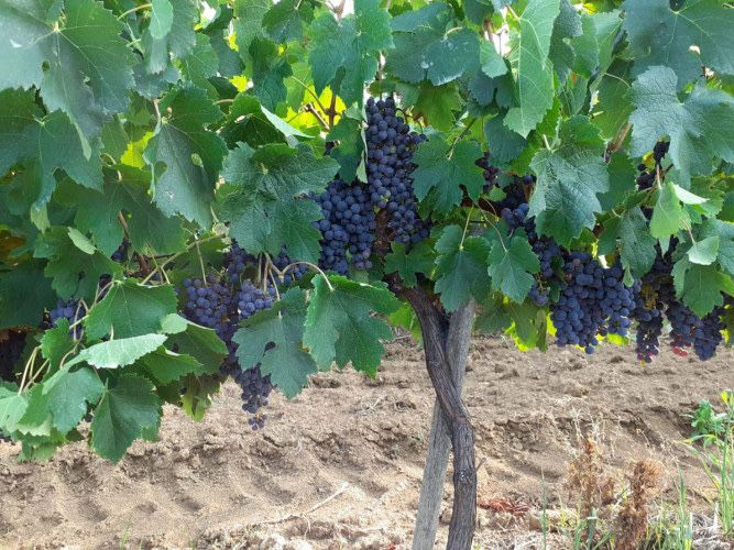 Грозде сорт Мерло за вино и ракия