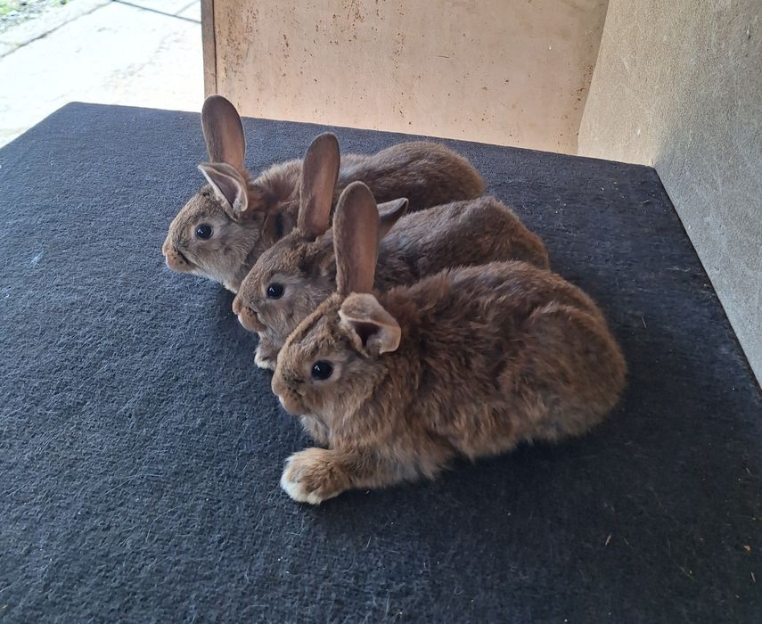 Кролчата 3 штуки 1.5 месяцев