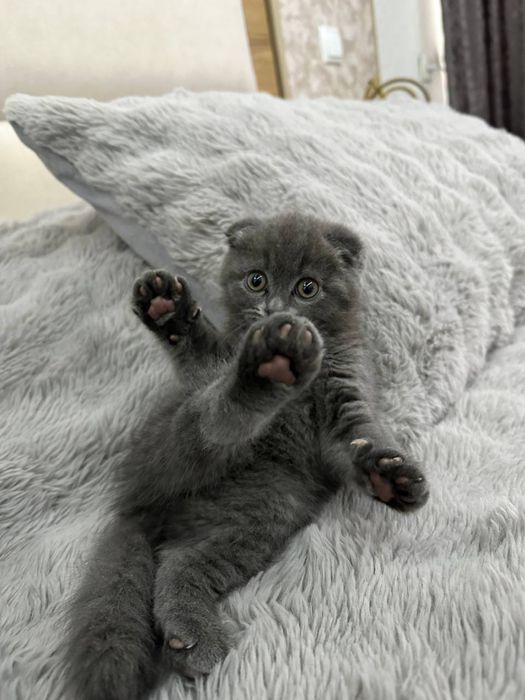 Котята британские чистая порода. Ташкент!!!