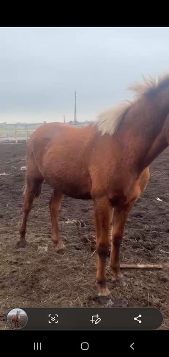 Откорм. Согым. Сатамын