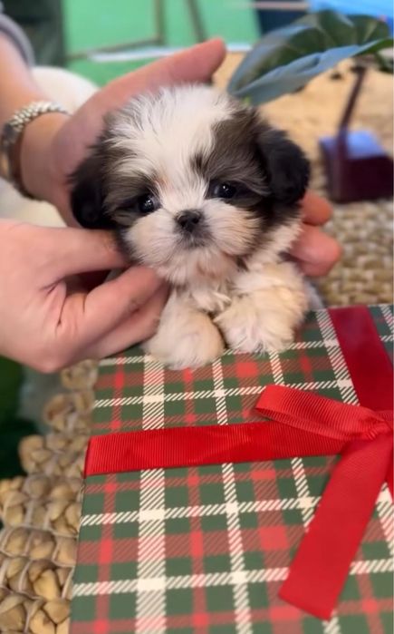 Shih Tzu femela cu pedigree tip A