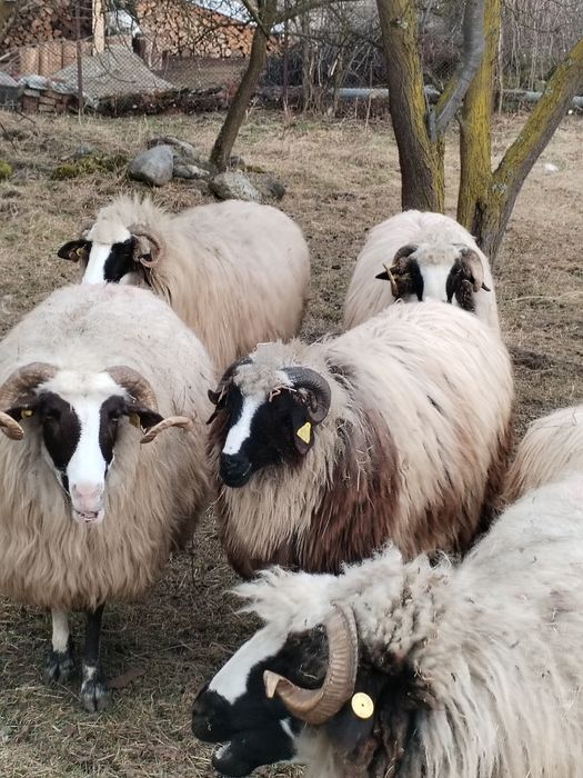 Noatine, caută alt stăpân.