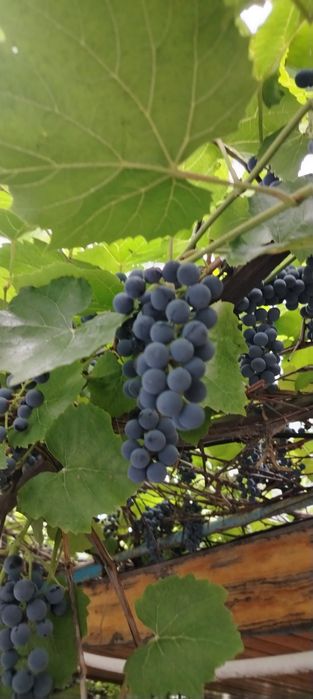 Продам домашний виноград