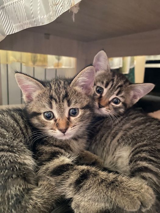 Продам котят девочек