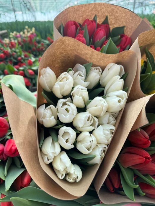 Тюльпаны оптом